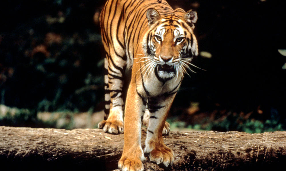 Another WIN for Tiger Forests - World Wildlife Fund.